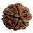 Five Faces Rudrakshya Mala from Nepal 54 Beads - Medium Size (15-16 mm)