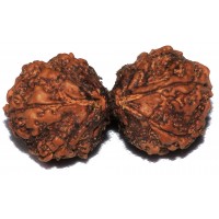 Gaurisankhar Rudrakshya, VERY RARE original from Nepal, very powerful - Large Size (50 mm) Gaurisankhar Rudrakshya, VERY RARE original from Nepal, very powerful - Large Size (50 mm)