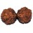 Gaurisankhar Rudrakshya, VERY RARE original from Nepal, very powerful - Large Size (50 mm)