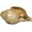 Antique Conch Shell (SANKHA), powerful ancient healing (therapeutic) instrument, Hand work, Coffee (Brown) color - Medium Size