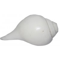 Plain Conch Shell (SANKHA), powerful ancient healing (therapeutic) instrument, Hand work, Coffee (Brown) color - Small Size Plain Conch Shell (SANKHA), powerful ancient healing (therapeutic) instrument, Hand work, Coffee (Brown) color - Small Size
