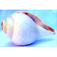 Plain Conch Shell (SANKHA), powerful ancient healing (therapeutic) instrument, White color - Medium Size Plain Conch Shell (SANKHA), powerful ancient healing (therapeutic) instrument, White color - Medium Size