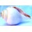 Plain Conch Shell (SANKHA), powerful ancient healing (therapeutic) instrument, White color - Medium Size