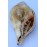Plain Conch Shell (SANKHA), powerful ancient healing (therapeutic) instrument, White color - Medium Size