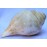 Plain Conch Shell (SANKHA), powerful ancient healing (therapeutic) instrument, White color - Medium Size