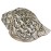 Shiva Parbati Carving Conch Shell(SANKHA), powerful ancient healing (therapeutic) instrument, Hand work-White Color - Medium Size