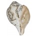 Shiva Parbati Carving Conch Shell(SANKHA), powerful ancient healing (therapeutic) instrument, Hand work-White Color - Medium Size